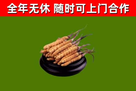 厚街镇烟酒回收冬虫夏草.jpg